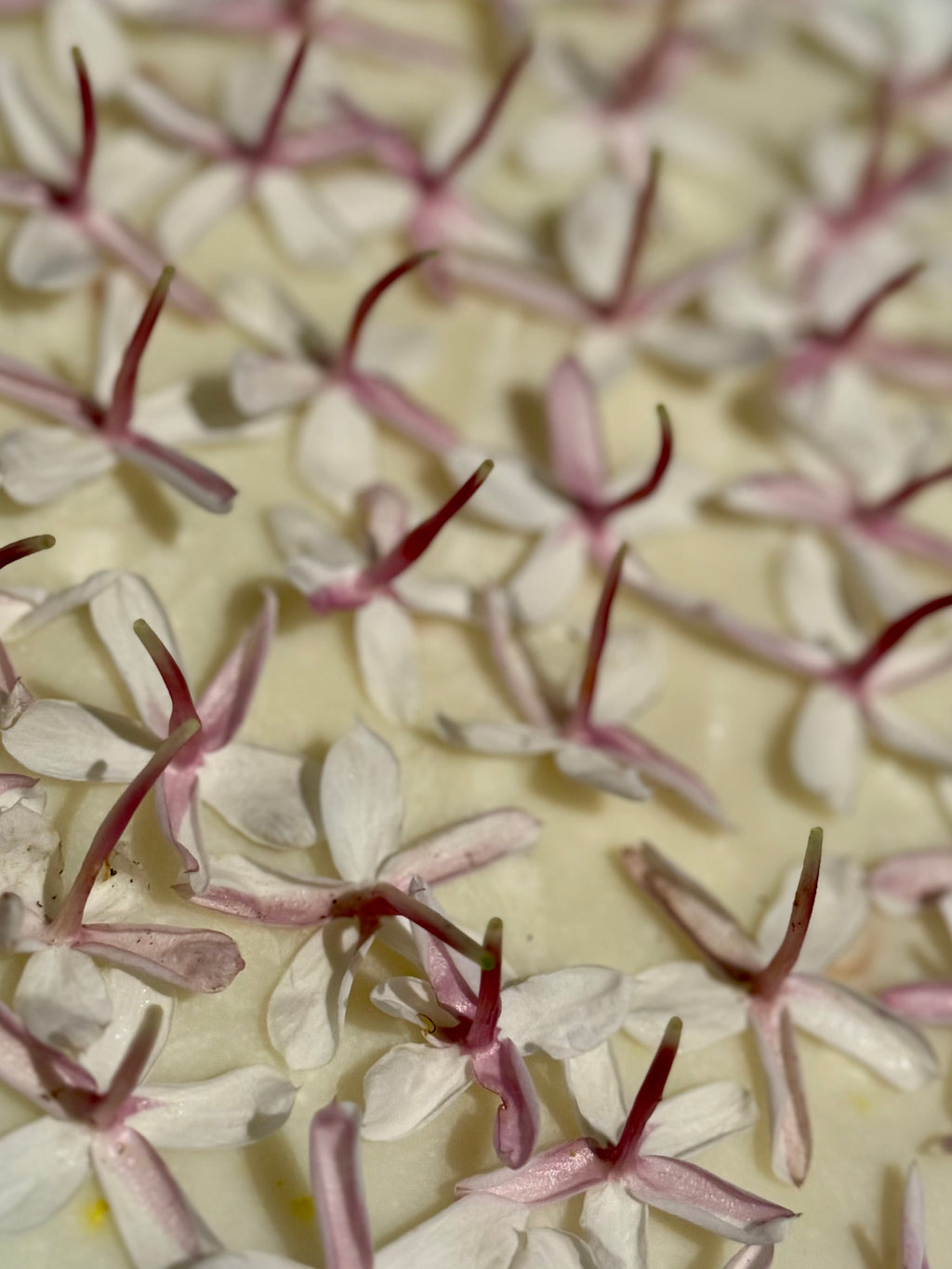 Pink jasmine Solid Perfume